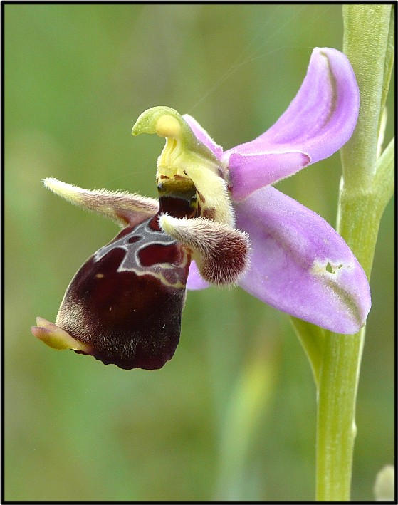 Ophrys scolopax subsp. cornuta